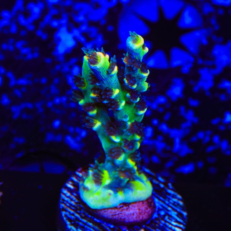 Bkchem Frootloops Acropora Coral