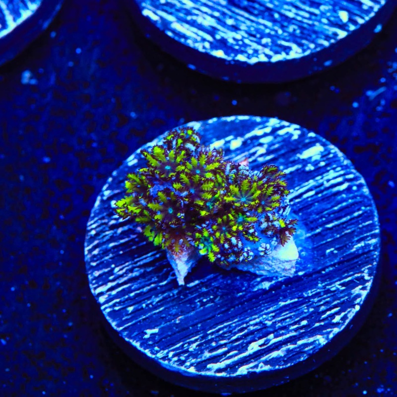 Blue Green Sympodium Coral