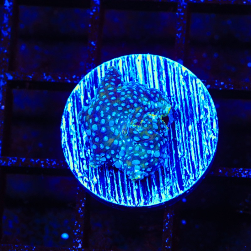 Blue Speckled Mushroom Coral