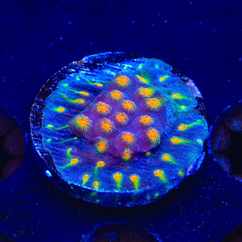 CB Monet Madness Cyphastrea Coral
