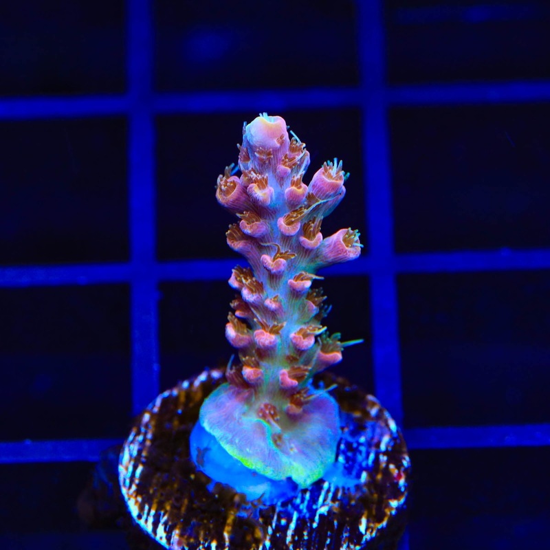 CC Voodoo Majick Acropora Coral