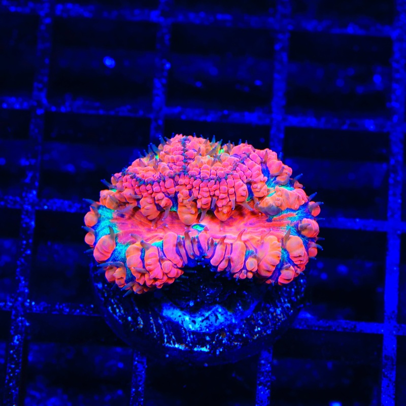 Cherry Blastomussa Coral