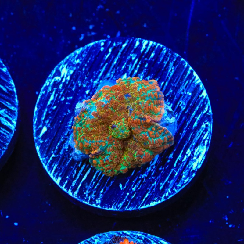 Cinnamon Apple Rhodactis Mushroom Coral