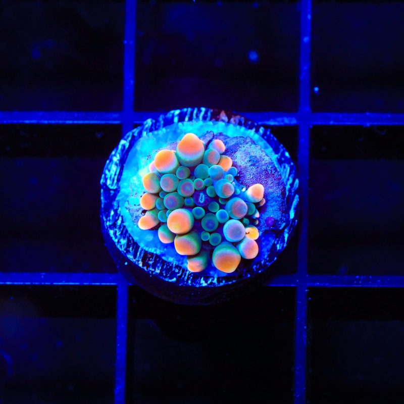 Clown Around Yuma Coral