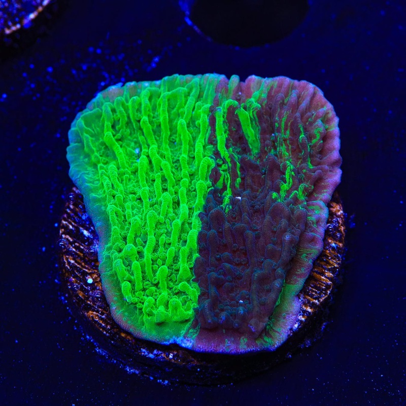 JF Cold Fusion Grafted Montipora Coral