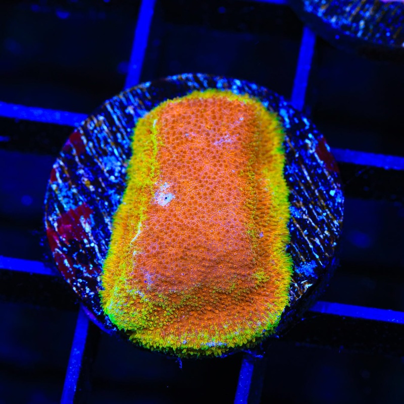 Watermelon Psammocora Coral