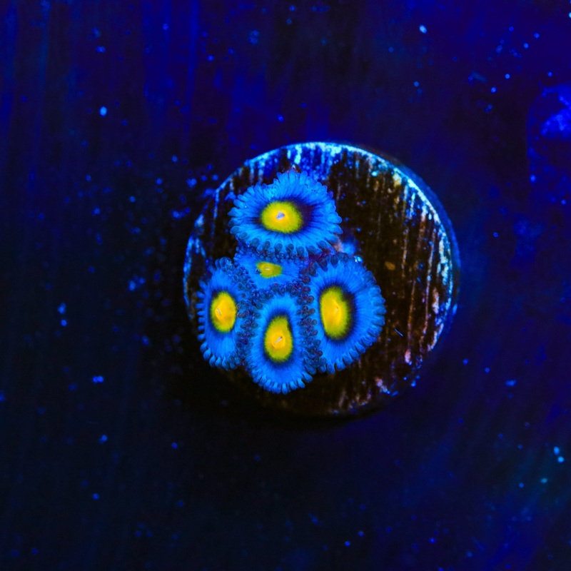 WWC AOI Zoanthids Coral