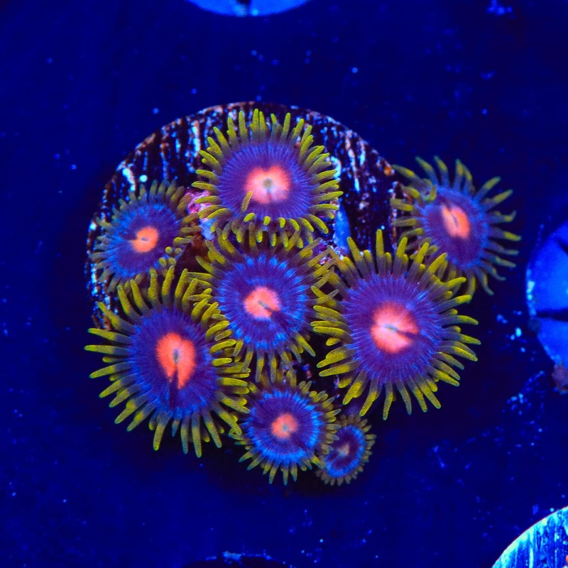 Blow Pop Zoanthids Coral