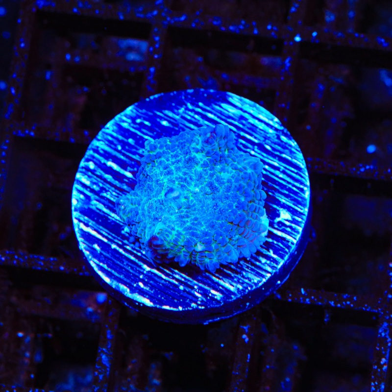 Blue Mushroom Coral
