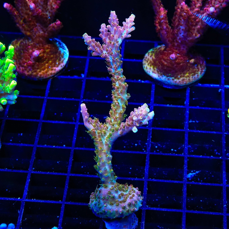 CC Voodoo Majick Acropora XL Frag Coral