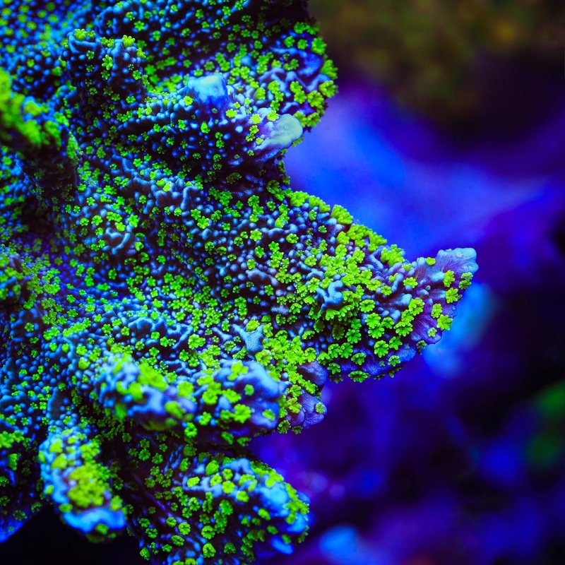 Tubbs Stelatta Montipora Coral