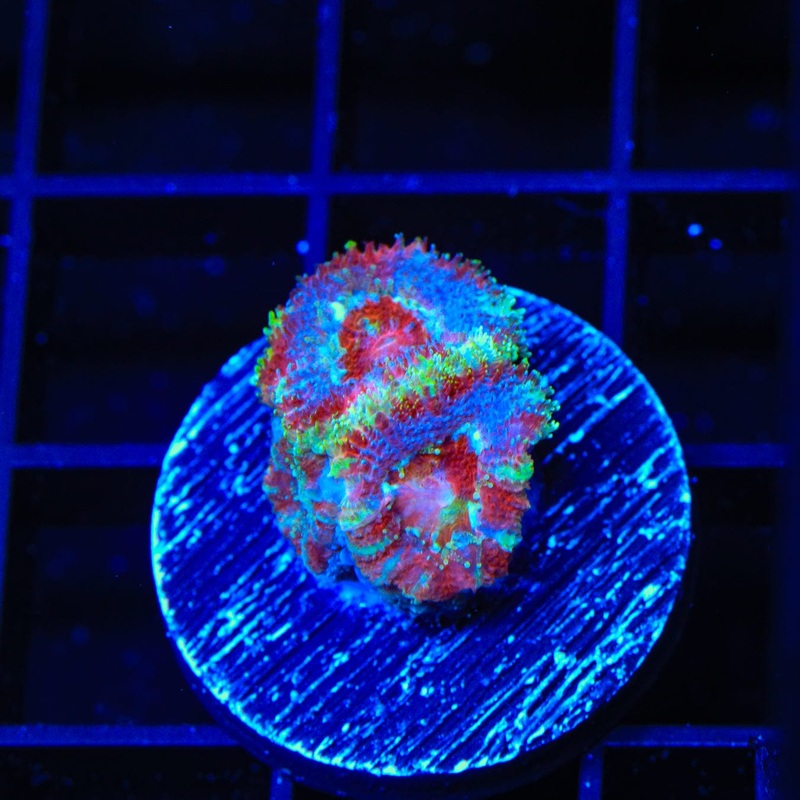 Ultra Acan Coral