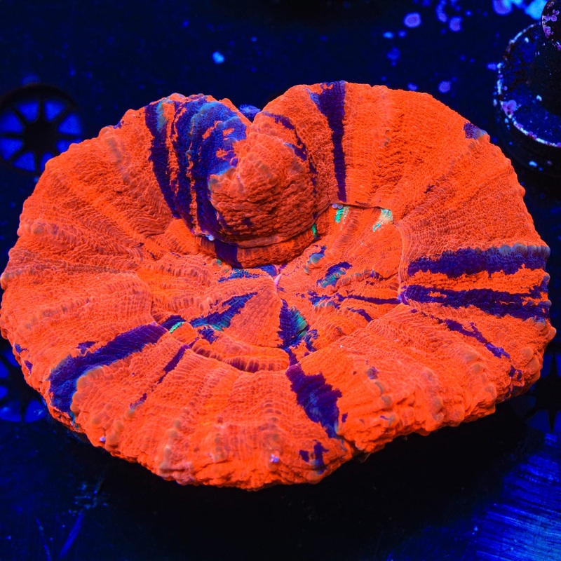 Ultra Scolymia Coral