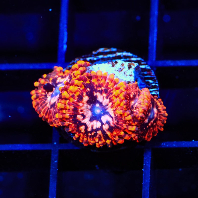 Utter Chaos Zoanthids Coral