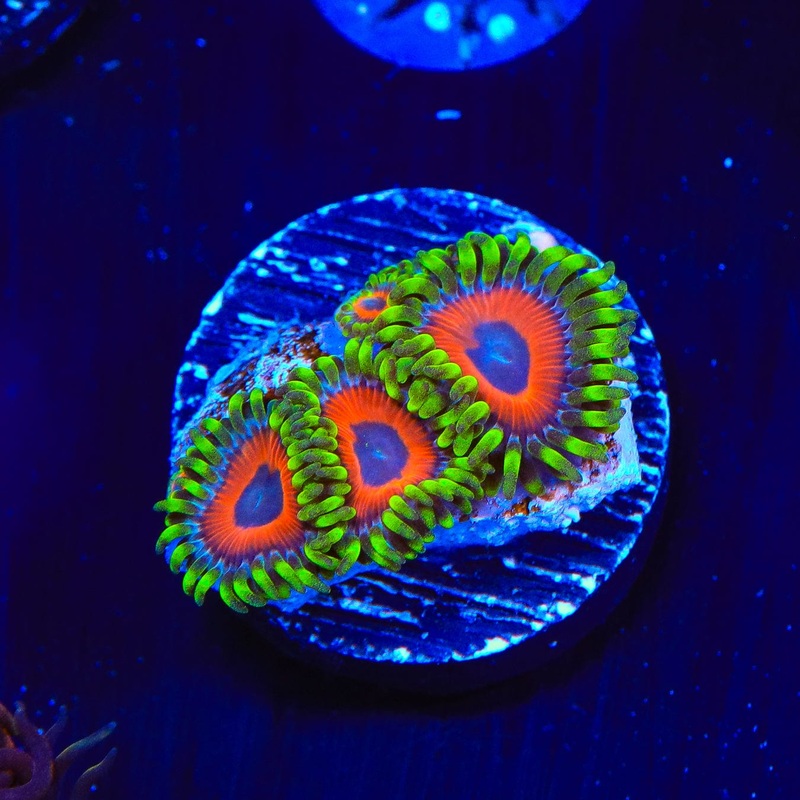 Whammin Watermelon Zoanthids Coral