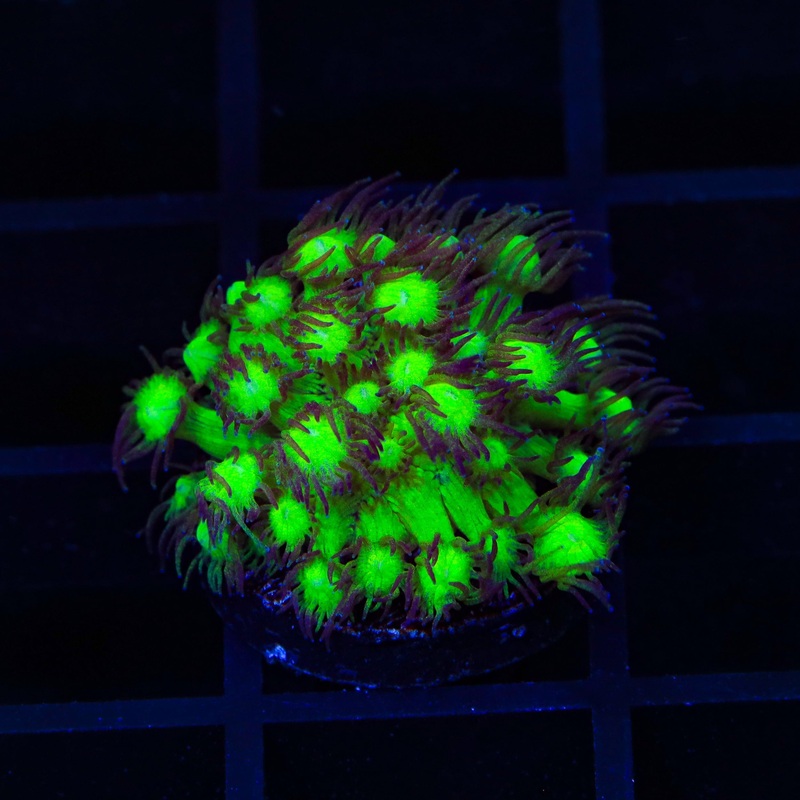 WWC Afterparty Acropora Coral