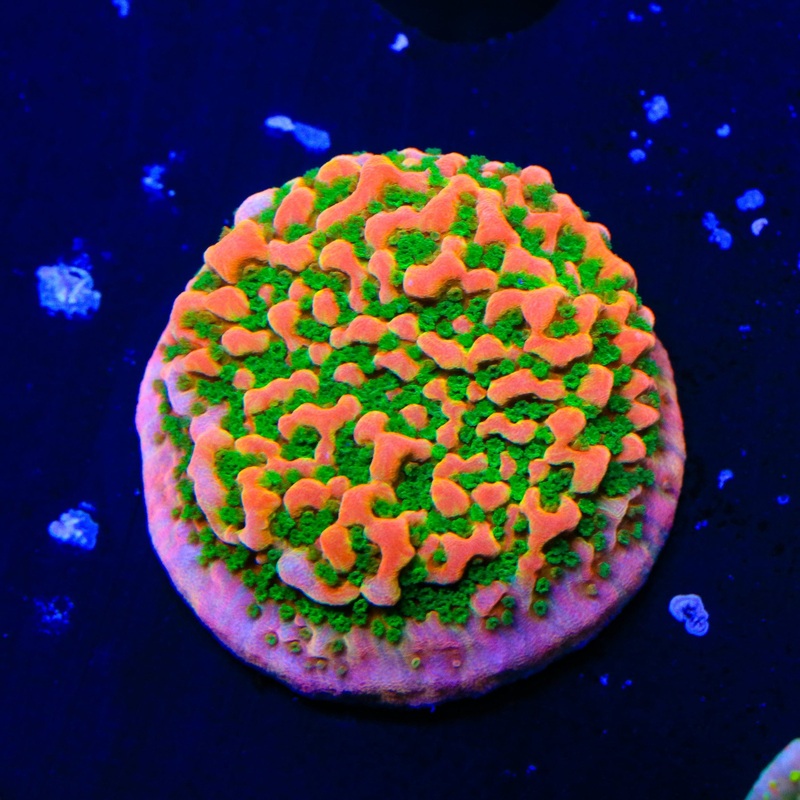 WWC Cherry Tree Montipora Coral
