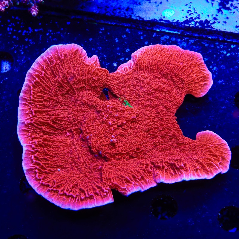 WWC Grafted Montipora Cap Colony Coral