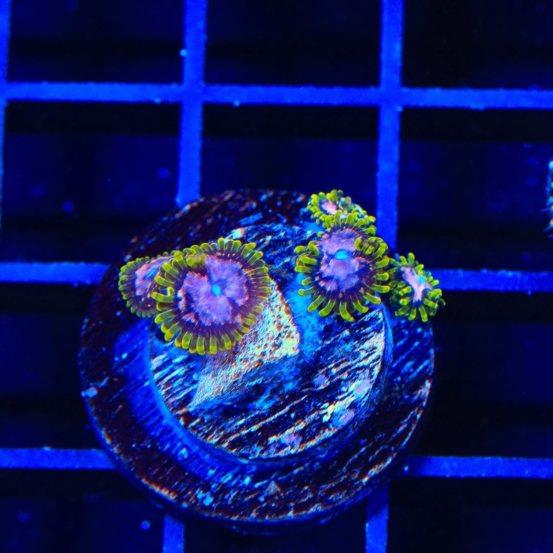 WWC Purple Monster Zoanthids Coral