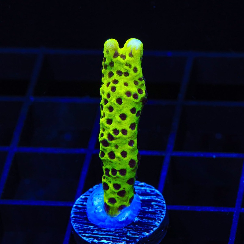 WWC Slimeball Spongodes Montipora Coral