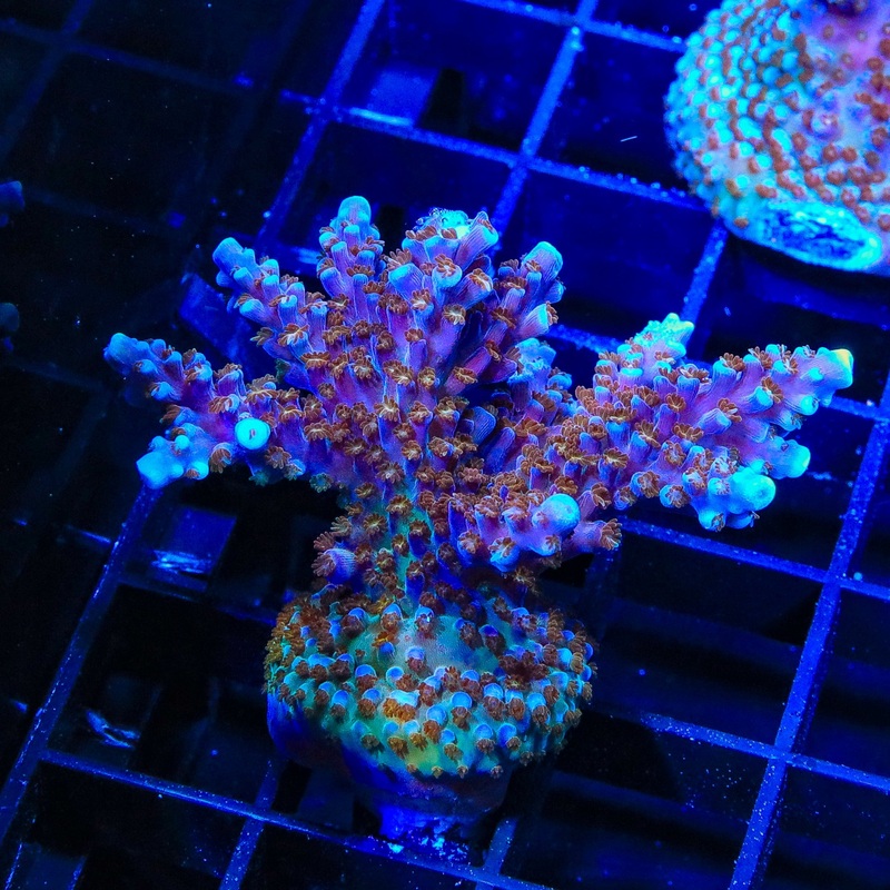 ARC Fireworks Acropora XL Frag Coral