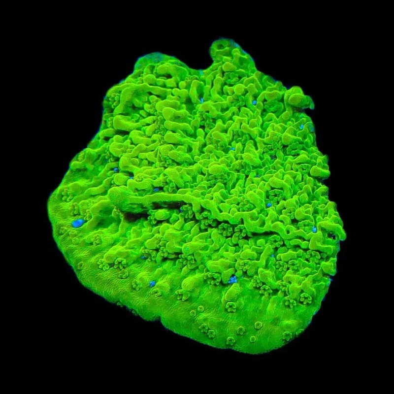 Jake Adams Crystal Experiment Montipora Coral