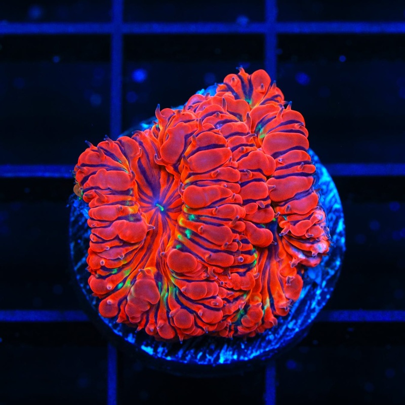 Ultra Blastomussa Coral