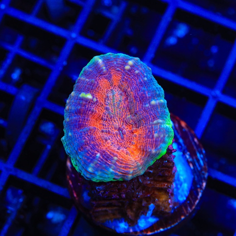 Ultra Lobophyllia Coral