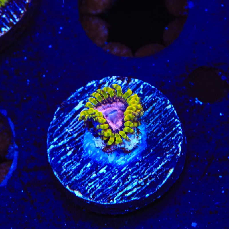 WWC Purple Monster Zoanthids Coral