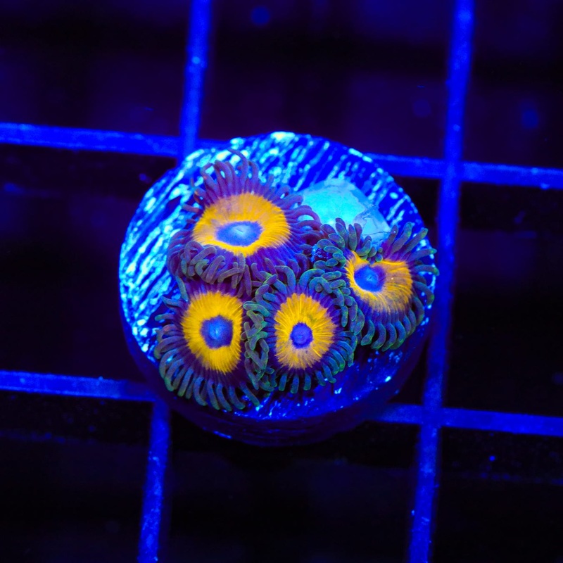 WWC Yellow Submarine Zoanthids Coral