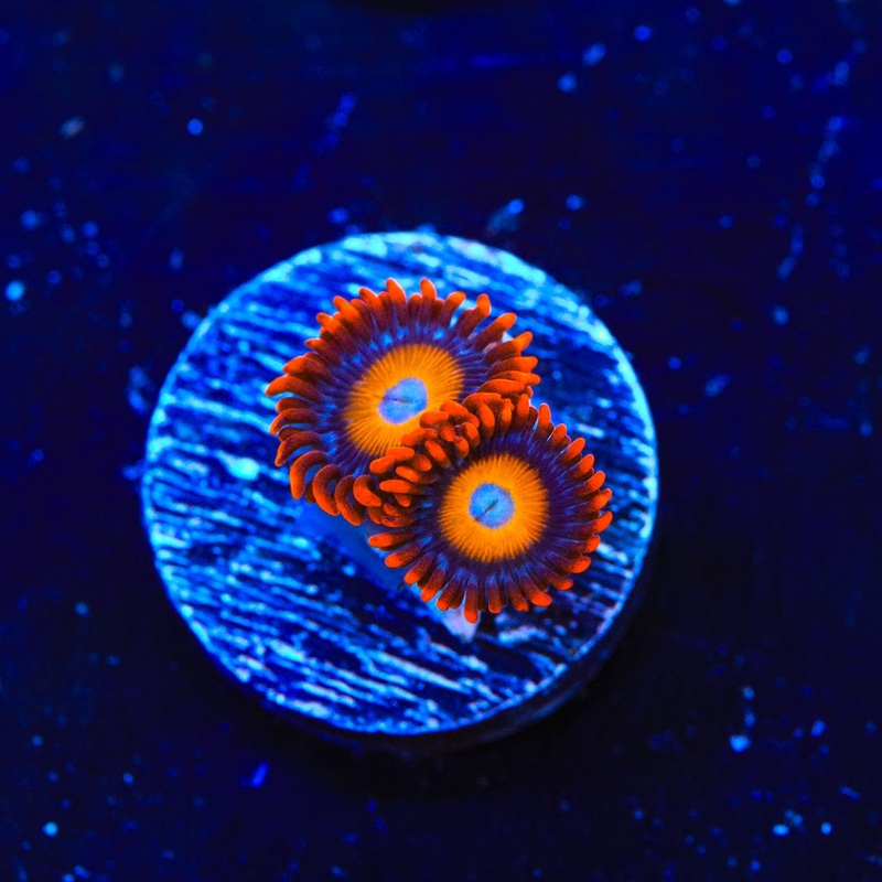 Blue Eye Blondie Zoanthids Coral
