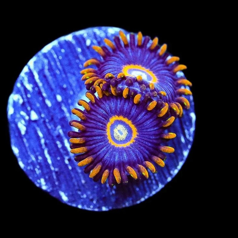 Blue Macaw Zoanthids Coral