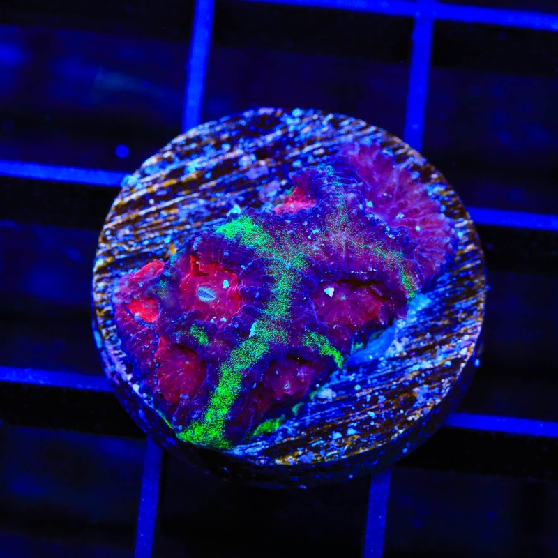 Christmas Favia Coral