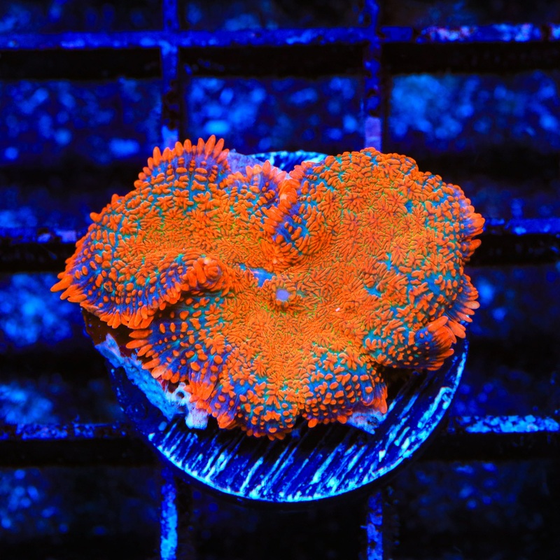 Crash Bandicoot Mushroom Coral