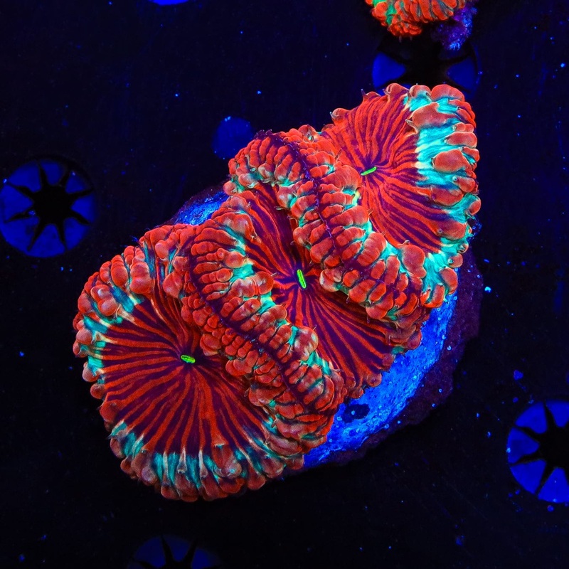 Ultra Blastomussa Colony Coral