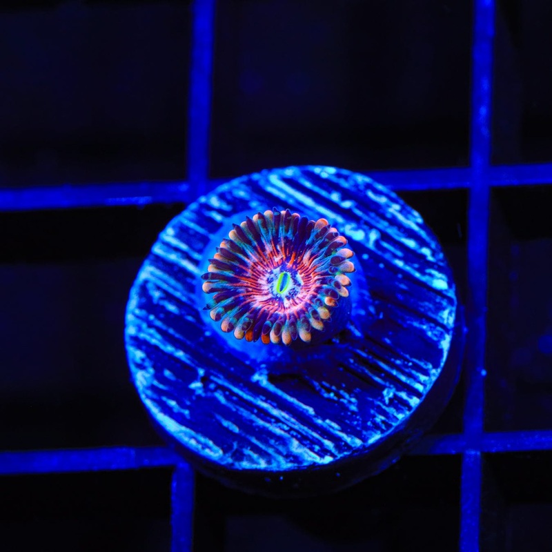 White Zombie Zoanthids Coral