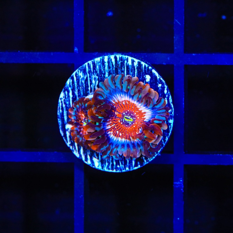 White Zombies Zoanthids Coral