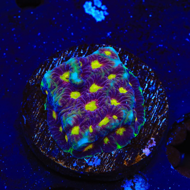 WWC Skittles Bomb Cyphastrea Coral