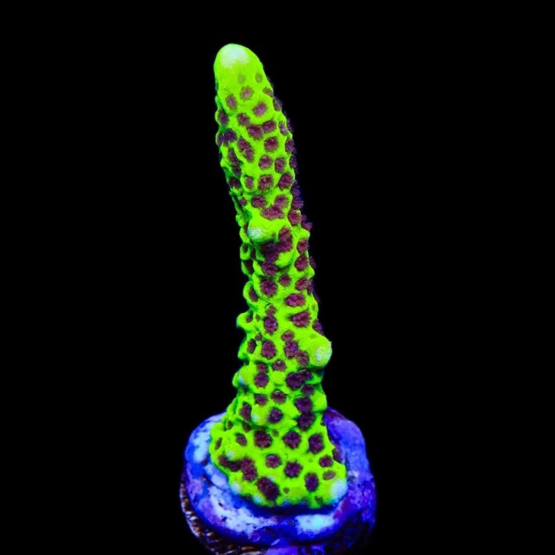 WWC Slimeball Spongodes Montipora Coral