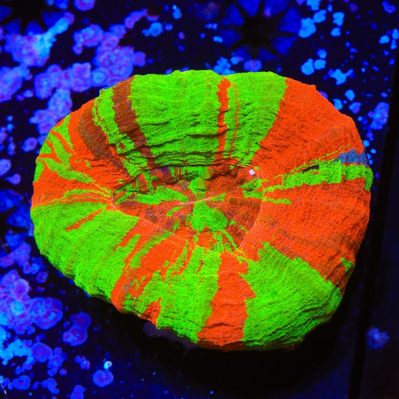 Bleeding Apple Scolymia Coral