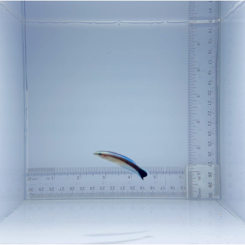Captive-Bred Cleaner Wrasse Fish