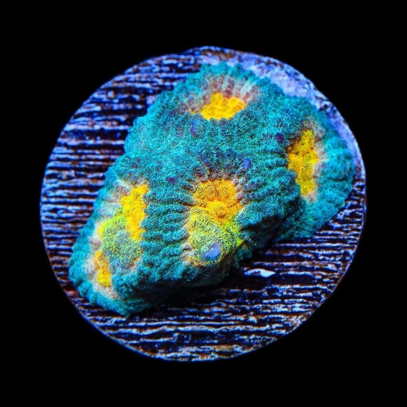 CB Angel Eye Favia Coral