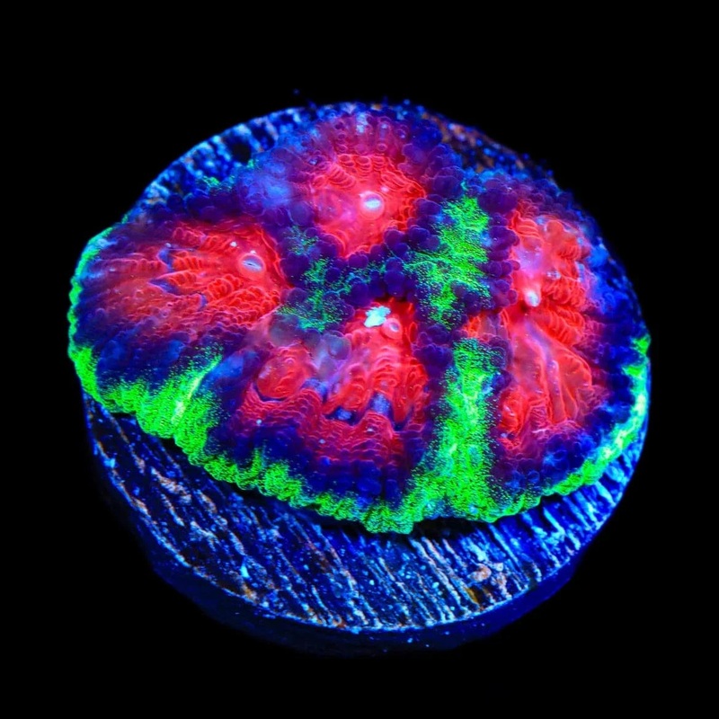 Christmas Favia Coral