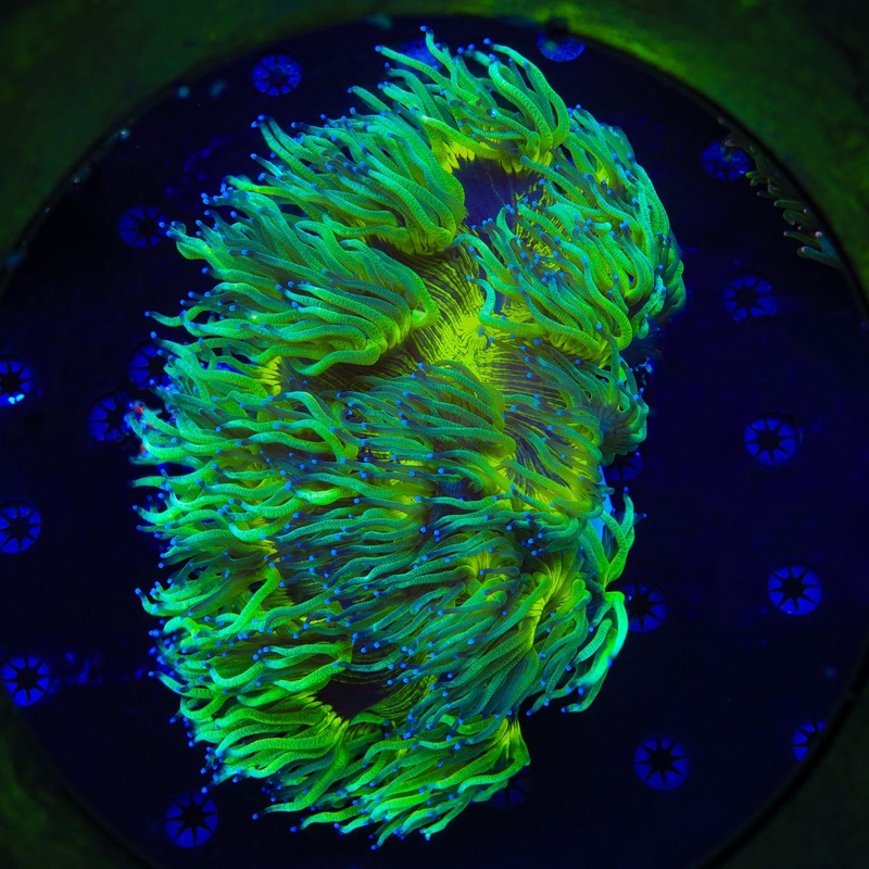 Ultra Elegance Coral