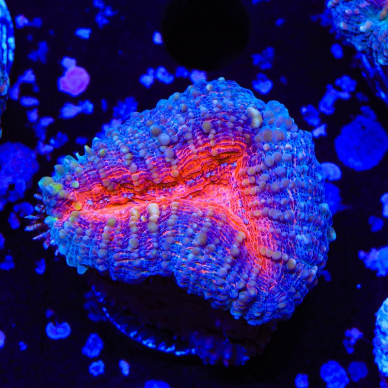 Ultra Lobophyllia Coral