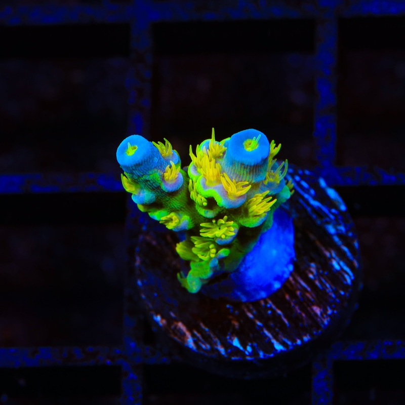 Walt Disney Tenuis Acropora Coral