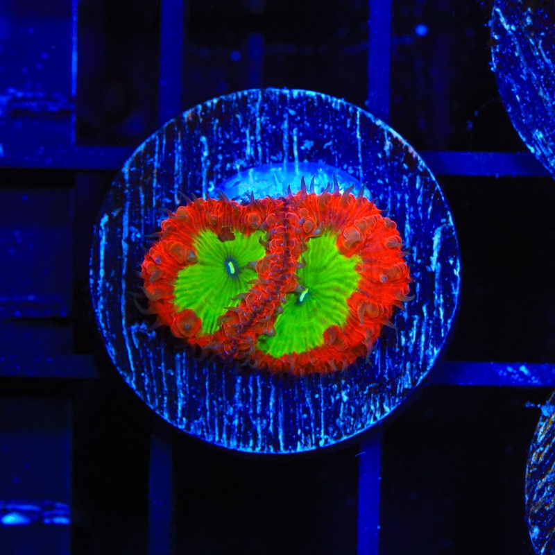 Watermelon Blastomussa Coral