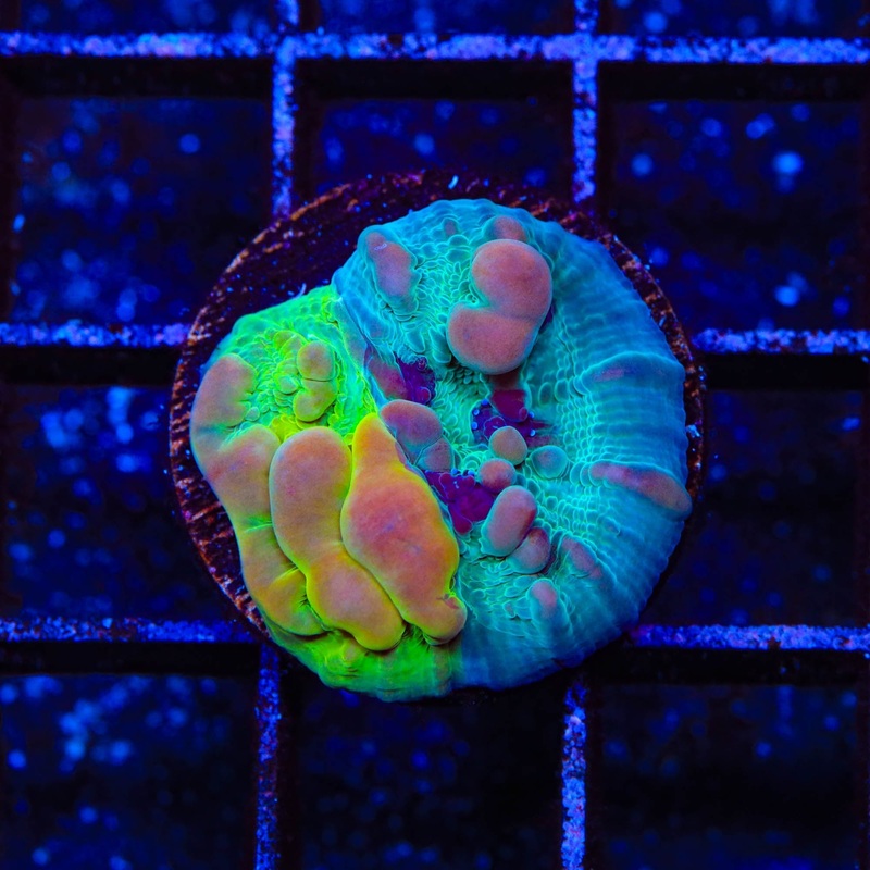 WWC Cosmic Candy Bounce Chalice Coral