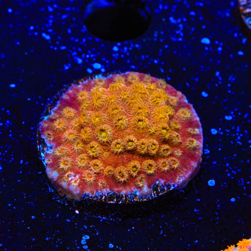24k Gold Cyphastrea Coral