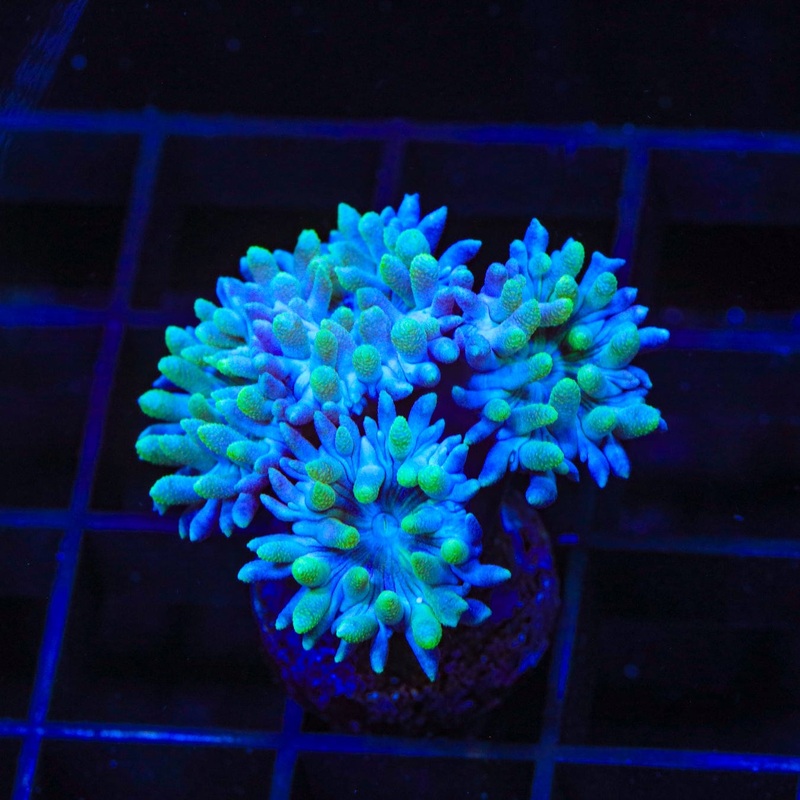 Blue Duncan Coral